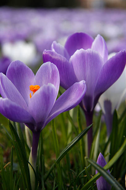 KrokusWiese violets stock photo