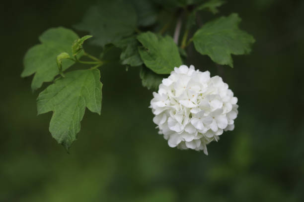 istock White flowers of a plant (Viburnum opulos) 1490975989
