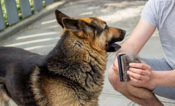 istock a man combs a dog's fur with a brush. 1490977125