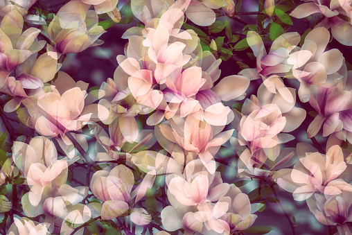magnolia flowers background abstract double exposure from sweden nature