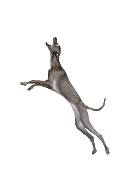 白いスタジオ背景に茶色の毛皮と開いた口を持つイタリアのグレイハウンドが動くポートレート。猟犬 - italian greyhound ストックフォトと画像