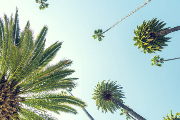 istock A perfect summer day and tall palms 1490978599