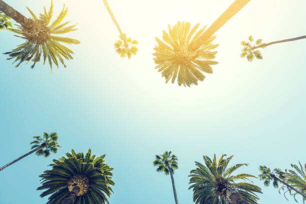 istock A perfect summer day and tall palms 1490978687