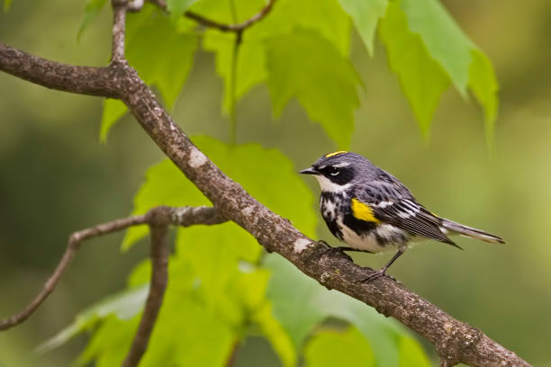 istock Male Yellow-rumped Warbler, Setophaga coronata coronata, perched on branch 1490979619