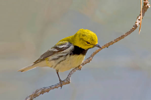 istock Black-throated Green Warbler, Setophaga virens, perched on branch 1490980260