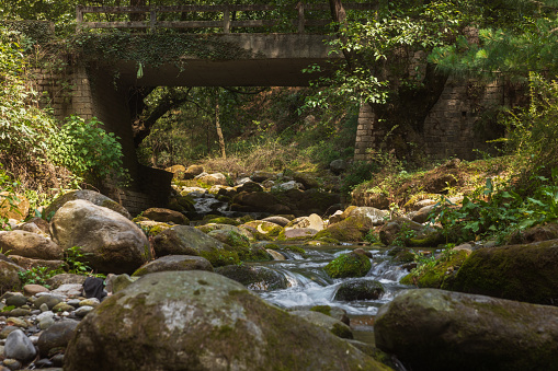 Water stream in green tropical forests in Kullu-Manali, Himachal Pradesh