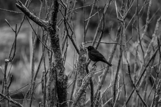 istock Common Grackle perched on branch in moody atmosphere. 1490985492