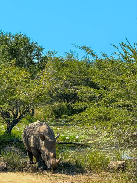 un solo rinoceronte se paró junto a un estanque a la sombra con nenúfares en la naturaleza en un safari - eleanor fotografías e imágenes de stock