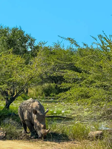 A single rhinoceros stood by a pond in the shade with lilypads in the wild on safari