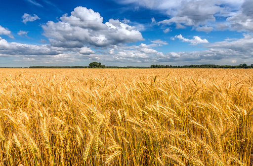 Agricultural countryside landscape with ripening field of wheat,  beautiful summer cumulus clouds