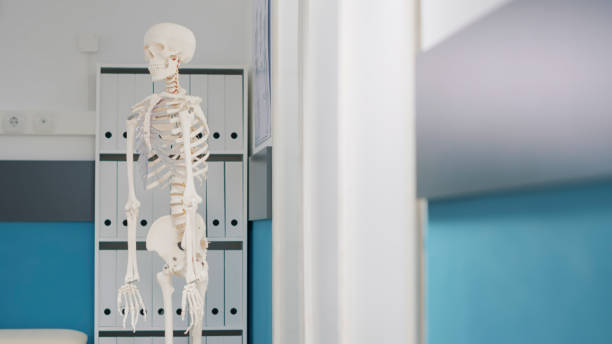 istock Human skeleton with bones and spinal cord in osteopathy office 1490988215