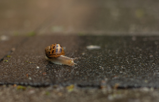 Slug, or land slug, is a common name for any apparently shell-less terrestrial gastropod mollusc.