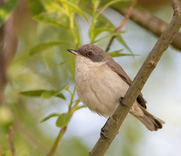 istock Lesser whitethroat, Sylvia curruca. A bird sits on a tree branch 1490989029