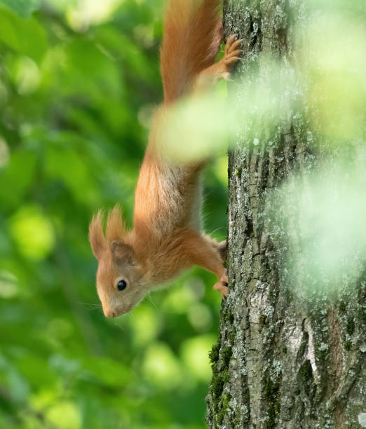 istock Red squirrel, Sciurus vulgaris. A squirrel lurking in a tree in the woods 1490989057