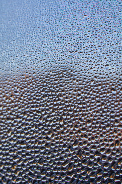 Close up of dew on Lavender plant.