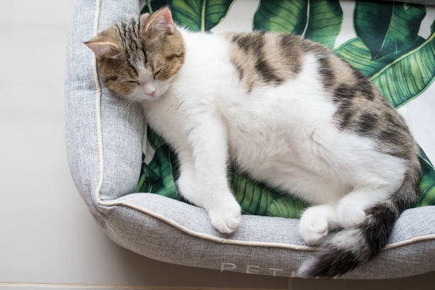 aktywność zwierząt domowych ze szkockim prostym kotkiem śpi i relaksuje się - domestic cat kitten scottish straight short hair zdjęcia i obrazy z banku zdjęć