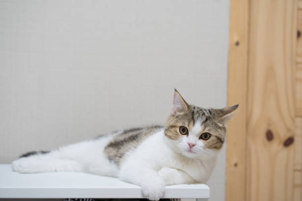 aktywność zwierząt domowych ze szkockim prostym kotkiem bawi się i usiądź na stole - domestic cat kitten scottish straight short hair zdjęcia i obrazy z banku zdjęć