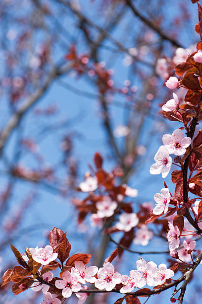 istock Pink cherry blossoms blooming in the spring 149099041