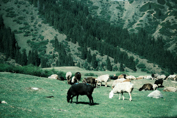 Sheep herd is grazing in the mountains
