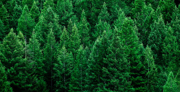 istock Lush Green Fresh Pine Tree Forest on Mountain Side Forrest 1490992222
