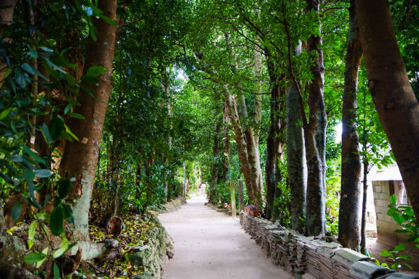 istock Fukugi trees in Bise, Okinawa 1490992234