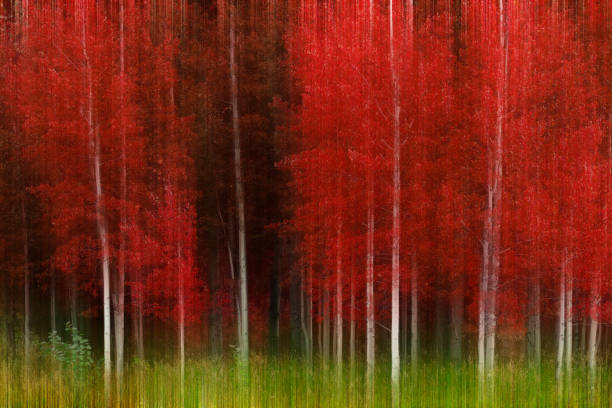 Aspen trees in fall with autumn colors lush forest birch red maples