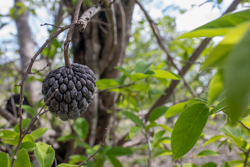 Close-up of a sugar-apple, Annona Squamosa, which grows in Cuba. They turn black due to a pest called Annona seed sorer or Chalcid wasp laying their eggs in the seeds.