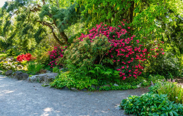 istock Blooming Flower Garden 3 1490993923