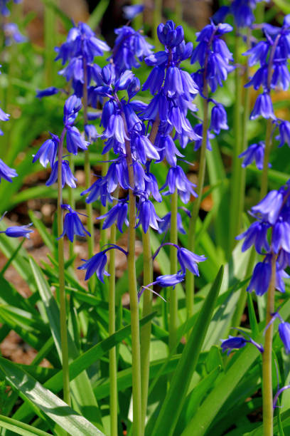 istock Spanish Bluebells / Scilla hispanica /Hyacinthoides hispania 1490994294
