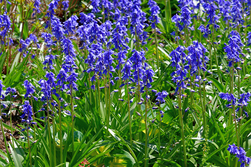 Hyacinthoides hispanica, commonly called Spanish bluebell or wood hyacinth, is a bulbous perennial. Each bulb produces a clump of 2-6 strap-shaped leaves from which rises a rigid flower stem containing many hanging, bell-shaped, blue-purple flowers held in an upright raceme. Flowers normally bloom in April to early May.\nAs the name suggests, these flowers are native to Spain and Portugal and have beautiful blue, bell-shaped blossoms.