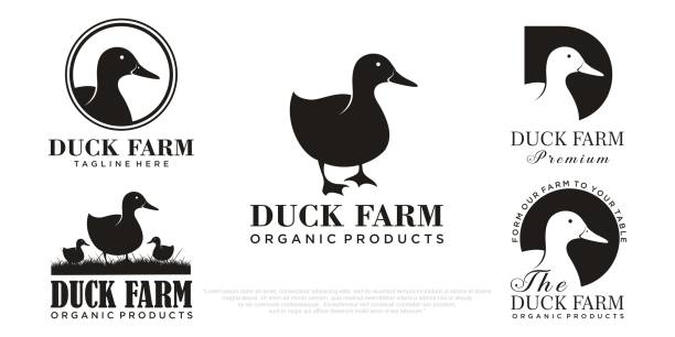 illustrations, cliparts, dessins animés et icônes de ensemble vectoriel de logo, badges et éléments de conception de viande de canard de qualité supérieure - goose meat