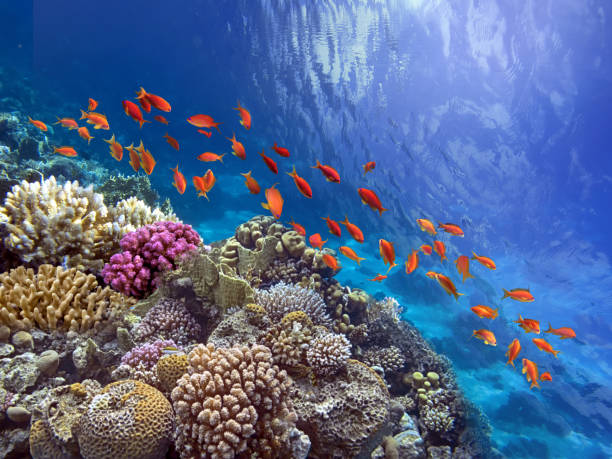 istock Coral Reef in the Red Sea with Lyretail Anthias 1491002007
