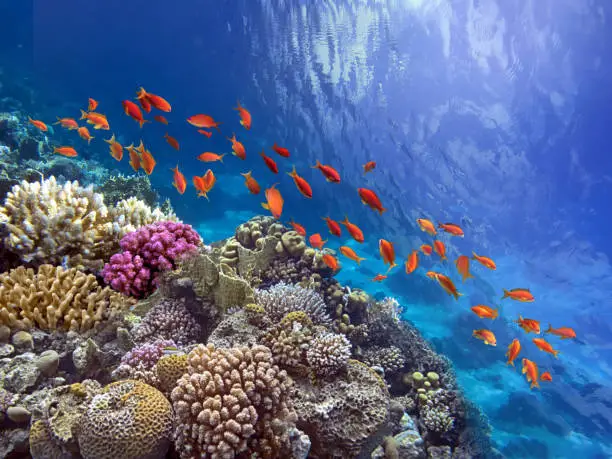 Coral Reef in the Red Sea with Lyretail Anthias, Egypt