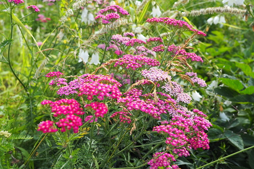 Achillea millefolium, yarrow or common yarrow, is a flowering plant in the family Asteraceae. Old man's pepper, devil's nettle, sanguinary, milfoil, soldier's woundwort and thousand seal. Pink flower