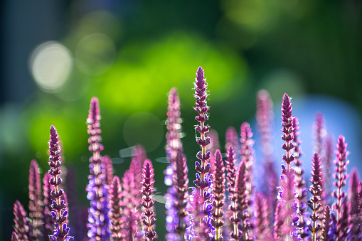 close-up of blue and purple sage blossoms with blurry background