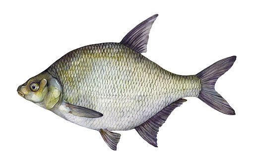 Draw Fish Bream Watercolor Common Bream Freshwater Bream Or Carp Bream Hand Drawn Fish ...