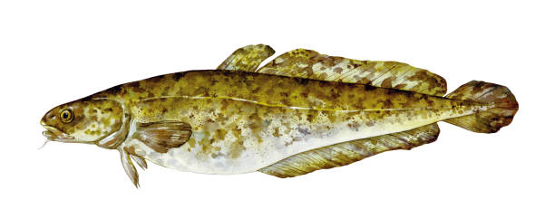 Watercolor burbot (lota lota). Hand drawn fish illustration isolated on white background. Watercolor burbot (lota lota). Hand drawn fish illustration isolated on white background. lota lota stock illustrations