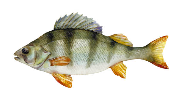 istock Watercolor European perch or common perch (Perca fluviatilis). Hand drawn fish illustration isolated on white background. 1491004500