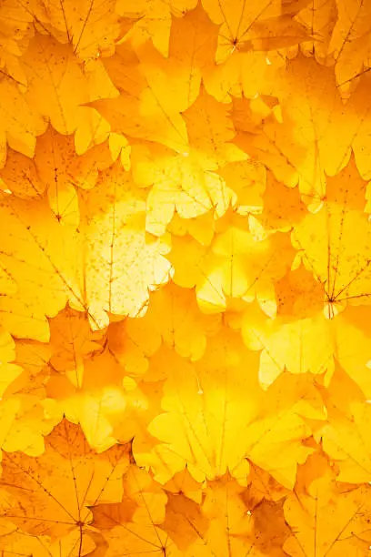 Autumn concept - solid background of yellow autumn leaves, maple leaves, top view