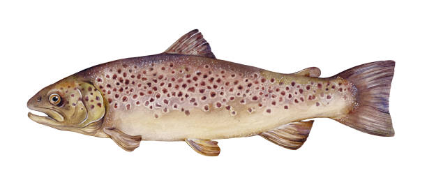 istock Watercolor river trout or brown trout (Salmo trutta fario). Hand drawn fish illustration isolated on white background. 1491004558