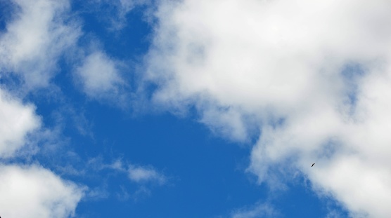 Low angle view of four Canada Geese flying east above British Columbia.