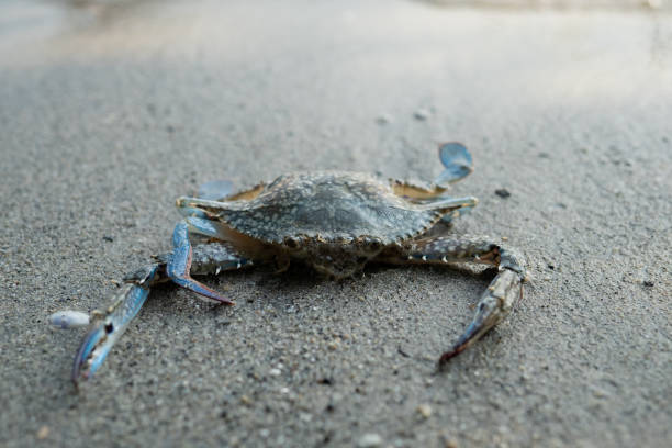 istock Blue crab floating on the beach. floating crabs at low tide 1491006732