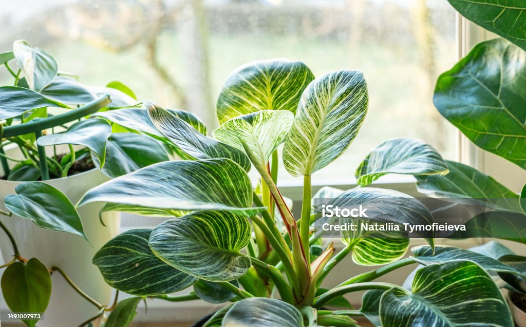 Close up of leaves philodendron white measures or birkin or new wave in the pot at home. Indoor gardening. Hobby. Green houseplants. Modern room decor, interior. Lifestyle, Still life with plants Backgrounds Stock Photo