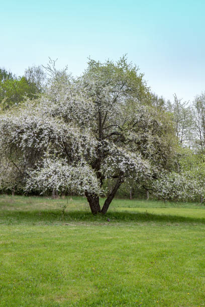 istock Apple garden with blossom apple trees. 1491008911