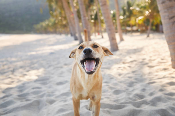 Portrait of happy playful dog under palm trees on idyllic sand beach. Themes vacation and summer adventure with pets.