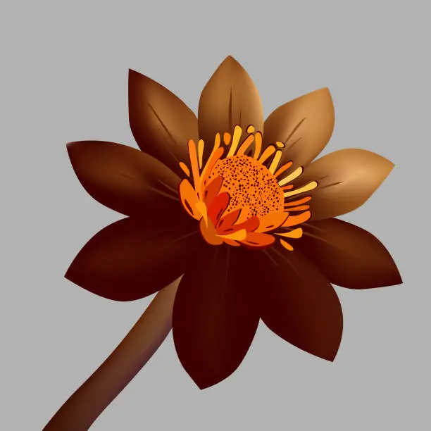 Vector illustration of Beautiful flower in color