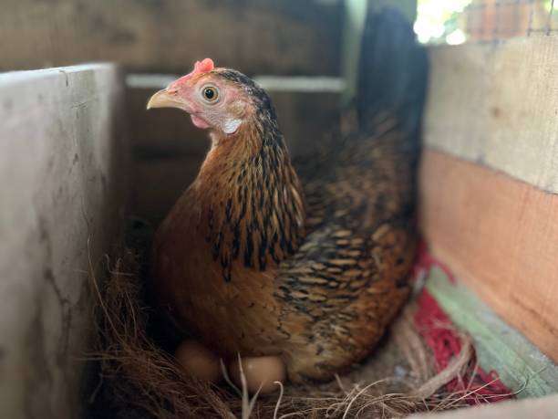 istock Incubation time of mother hen 1491008986