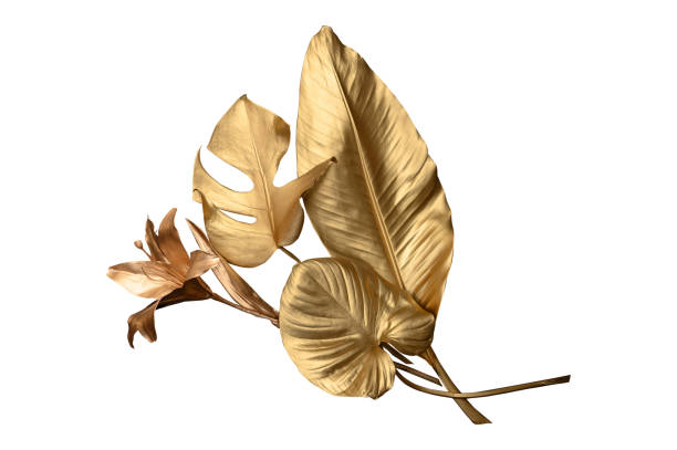 Tropical leaves in gold color on white space background.Abstract monstera leaf decoration design.clipping path
