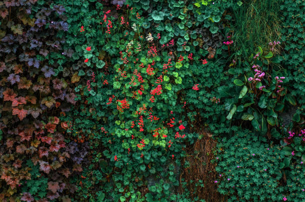 Beautiful flowers in Mallorca