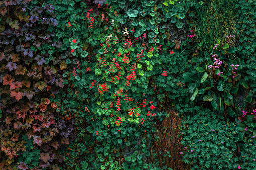 Green ivy wall with red flowers and green leaves in the garden